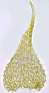 Attēlu rezultāti vaicājumam “Campylophyllum sommerfeltii”