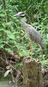 Image result for heron