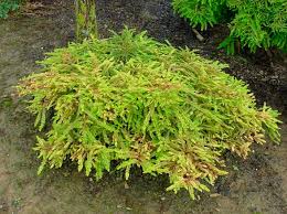 Attēlu rezultāti vaicājumam “Taxodium distichum”