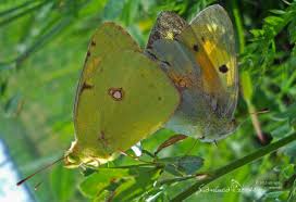 Attēlu rezultāti vaicājumam “Colias croceus underside”