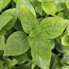 Attēlu rezultāti vaicājumam “Ocimum basilicum leaf”