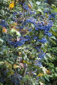 Attēlu rezultāti vaicājumam “Mahonia aquifolium”