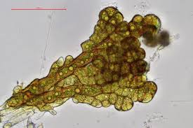 Attēlu rezultāti vaicājumam “Didymodon rigidulus”