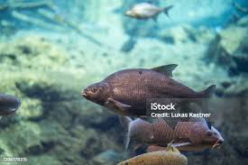 Attēlu rezultāti vaicājumam “Abramis brama”