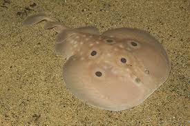 Image result for Torpedo torpedo