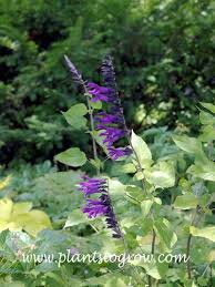 Image result for Salvie