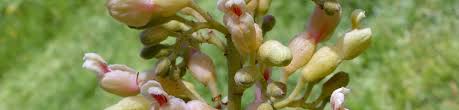 Attēlu rezultāti vaicājumam “Aesculus flava bud”