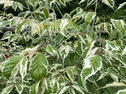 Attēlu rezultāti vaicājumam “Acer negundo leaf”