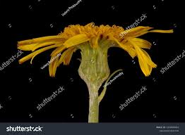 Attēlu rezultāti vaicājumam “Scorzonera humilis bud”