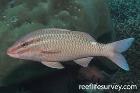 Image result for Parupeneus trifasciatus