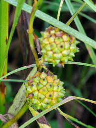 Attēlu rezultāti vaicājumam “Sparganium minimum fruit”