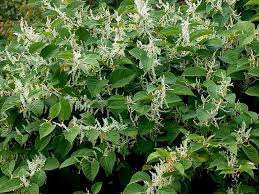 Attēlu rezultāti vaicājumam “Reynoutria japonica”