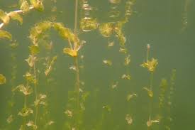 Attēlu rezultāti vaicājumam “Potamogeton perfoliatus”