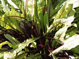 Image result for Rumex sanguineum