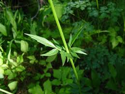 Attēlu rezultāti vaicājumam “Viola uliginosa leaf”