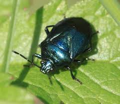 Attēlu rezultāti vaicājumam “Zicrona caerulea”