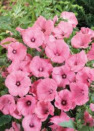 Image result for Lavatera trimestris