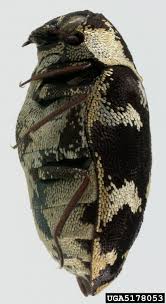 Attēlu rezultāti vaicājumam “Anthrenus scrophulariae”