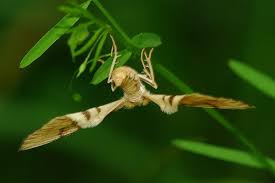 Attēlu rezultāti vaicājumam “Eulithis pyraliata”