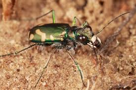 Attēlu rezultāti vaicājumam “Cicindela maritima”