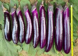 Afbeeldingsresultaat voor fengyuan purple eggplant