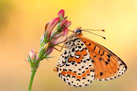 Attēlu rezultāti vaicājumam “Melitaea didyma”