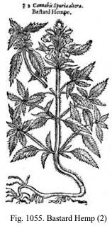 Attēlu rezultāti vaicājumam “Galeopsis speciosa leaf”