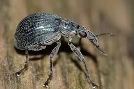 Attēlu rezultāti vaicājumam “Anthonomus phyllocola”