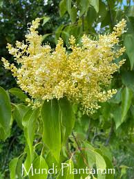 Attēlu rezultāti vaicājumam “Syringa reticulata subsp. amurensis”