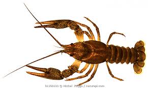 Attēlu rezultāti vaicājumam “Astacus astacus”