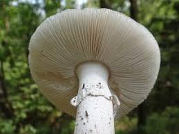 Attēlu rezultāti vaicājumam “Amanita excelsa”
