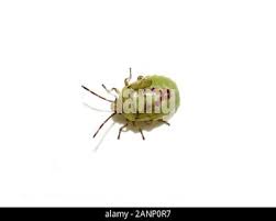 Attēlu rezultāti vaicājumam “Elasmostethus interstinctus nymph”