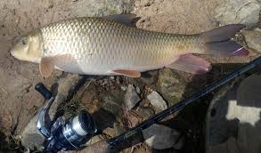 Image result for Moxostoma macrolepidotum