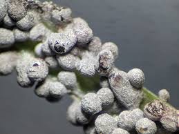 Attēlu rezultāti vaicājumam “Physarum cinereum macro”