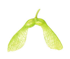 Attēlu rezultāti vaicājumam “Acer pseudoplatanus fruit”