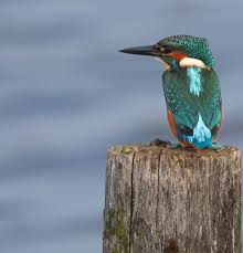 Attēlu rezultāti vaicājumam “Cribraria argillacea young”