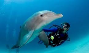 Image result for Dolphin Sub Aqua