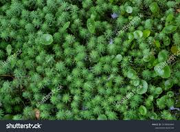 Attēlu rezultāti vaicājumam “Lemna gibba”