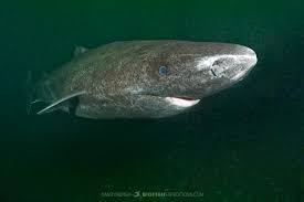 Image result for Somniosus microcephalus