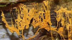 Attēlu rezultāti vaicājumam “Lycogala persicum macro”