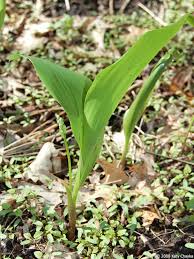 Attēlu rezultāti vaicājumam “Convallaria majalis leaf”