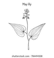 Attēlu rezultāti vaicājumam “Maianthemum bifolium bud”