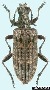 Attēlu rezultāti vaicājumam “Rhagium inquisitor”