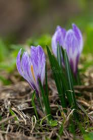 Attēlu rezultāti vaicājumam “Crocus vernus subsp. vernus flower”