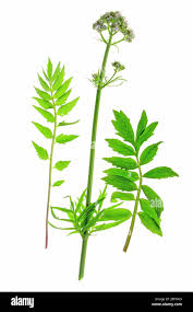 Image result for Baldrian