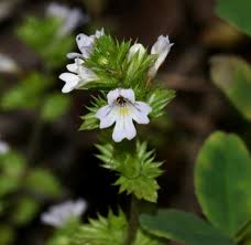 Attēlu rezultāti vaicājumam “Euphrasia”