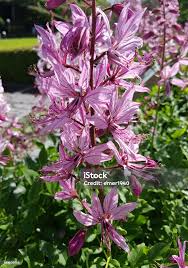 Image result for Diptam