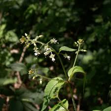 Attēlu rezultāti vaicājumam “Circaea lutetiana”