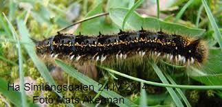 Attēlu rezultāti vaicājumam “Euthrix potatoria imago”