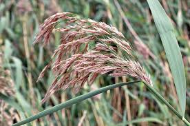Attēlu rezultāti vaicājumam “Phragmites communis flower”